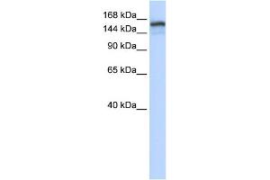 Image no. 1 for anti-Tonsoku-Like, DNA Repair Protein (NFKBIL2) (Middle Region) antibody (ABIN2792627)