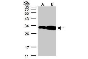 Image no. 1 for anti-Homeobox C11 (HOXC11) (Center) antibody (ABIN2854544)