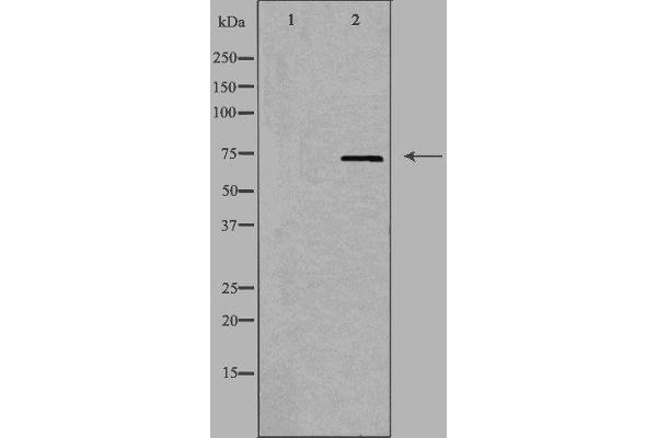 FXR2 Antikörper  (C-Term)