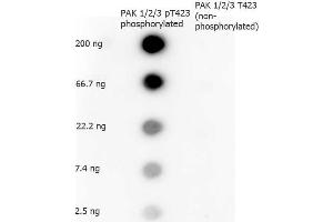 Image no. 1 for anti-P21-Activated Kinases 1/2/3 (PAK1/2/3) (pThr423) antibody (ABIN105217)