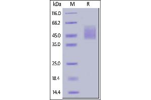 Image no. 2 for Inducible T-Cell Co-Stimulator Ligand (ICOSLG) (AA 19-256) (Active) protein (His tag) (ABIN6938823)