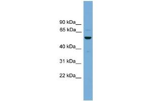 Image no. 1 for anti-Ankyrin Repeat, SAM and Basic Leucine Zipper Domain Containing 1 (ASZ1) (Middle Region) antibody (ABIN2784974)