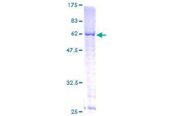 Transcription Factor B1, Mitochondrial (TFB1M) (AA 1-346) protein (GST tag)