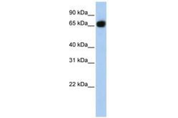 SLC37A1 抗体  (AA 324-373)