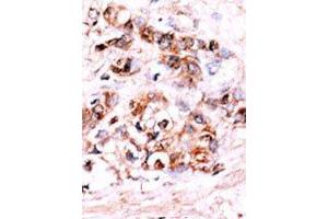 Image no. 2 for anti-Dual Specificity Phosphatase 15 (DUSP15) (N-Term) antibody (ABIN360796)