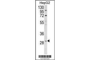 Image no. 1 for anti-Deiodinase, Iodothyronine, Type I (DIO1) (AA 30-57), (N-Term) antibody (ABIN390946)