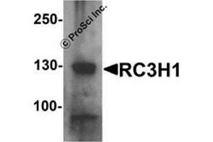 Image no. 1 for anti-Ring Finger and CCCH-Type Domains 1 (RC3H1) (C-Term) antibody (ABIN1077449)