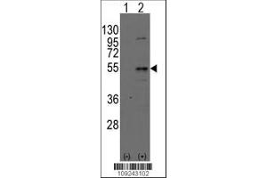 Image no. 1 for anti-Dystrobrevin Binding Protein 1 (DTNBP1) (AA 8-38), (N-Term) antibody (ABIN389169)