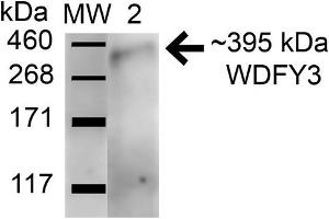 Image no. 2 for anti-WD Repeat and FYVE Domain Containing 3 (WDFY3) (AA 533-544) antibody (ABIN5066335)