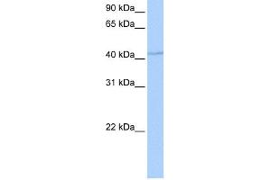 Image no. 1 for anti-DPH1 Homolog (DPH1) (Middle Region) antibody (ABIN2784708)