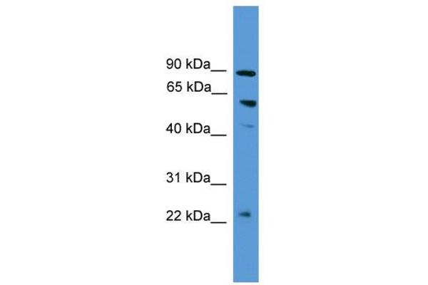anti-PDZ Domain Containing 1 (PDZK1) (N-Term) antibody