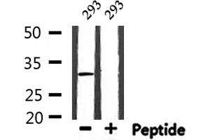 Image no. 2 for anti-Mesenchyme Homeobox 2 (MEOX2) antibody (ABIN6257271)