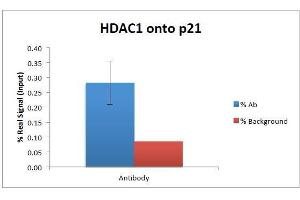 Image no. 3 for anti-Histone Deacetylase 1 (HDAC1) (C-Term) antibody (ABIN5539534)