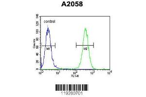 Image no. 3 for anti-FK506 Binding Protein 10, 65 KDa (FKBP10) (AA 552-580), (C-Term) antibody (ABIN391573)