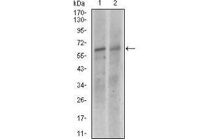 Image no. 3 for anti-Kelch-Like ECH-Associated Protein 1 (KEAP1) (AA 380-624) antibody (ABIN1098137)