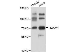 Image no. 2 for anti-Toll-Like Receptor Adaptor Molecule 1 (TICAM1) antibody (ABIN3021572)