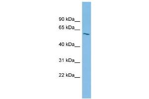 Image no. 1 for anti-Inositol 1,3,4,5,6-Pentakisphosphate 2-Kinase (IPPK) (Middle Region) antibody (ABIN2787322)