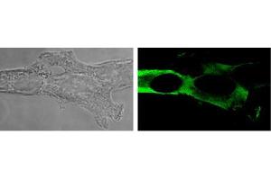 Image no. 2 for anti-NLR Family, Pyrin Domain Containing 1 (NLRP1) antibody (ABIN187292)