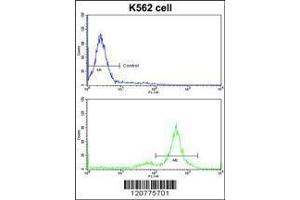 Image no. 2 for anti-PTK2 Protein tyrosine Kinase 2 (PTK2) (AA 396-423) antibody (ABIN1882121)