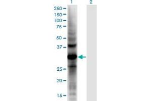 Image no. 1 for anti-Aldo-Keto Reductase Family 1, Member E2 (AKR1E2) (AA 1-307) antibody (ABIN949700)