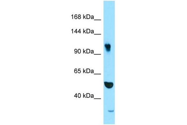 anti-Synergin gamma (SYNRG) (N-Term) antibody