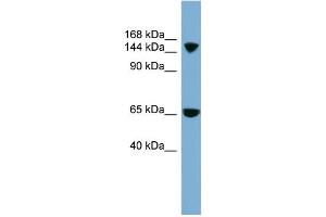 Image no. 1 for anti-Electrogenic Sodium Bicarbonate Cotransporter 4 (NBC4) (Middle Region) antibody (ABIN2781674)