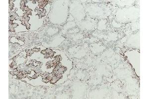 Immunohistochemical analysis of Ficolin-2 in frozen rat kidney tissue using mAb GN4
