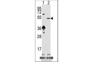 Image no. 1 for anti-Sirtuin 7 (SIRT7) (AA 331-360), (C-Term) antibody (ABIN390182)