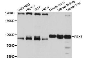 Image no. 1 for anti-Peroxisomal Biogenesis Factor 5 (PEX5) antibody (ABIN6145468)