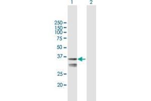 Image no. 1 for anti-LETM1 Domain Containing 1 (LETMD1) (AA 1-360) antibody (ABIN525475)
