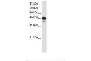 Image no. 1 for anti-Neurogenic Differentiation 2 (NEUROD2) (AA 71-120) antibody (ABIN202393)