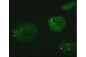 Image no. 2 for anti-MORC Family CW-Type Zinc Finger 3 (MORC3) antibody (ABIN1449250)