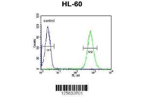 Image no. 1 for anti-MICAL-Like 2 (MICALL2) (AA 841-870), (C-Term) antibody (ABIN651094)