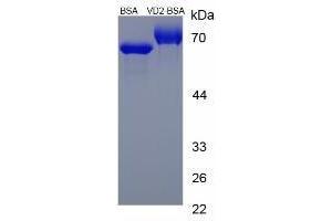 Image no. 1 for Vitamin D2 peptide (BSA) (ABIN5666016)