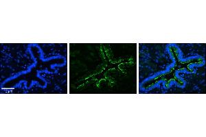 Image no. 2 for anti-Mitochondrial Ribosomal Protein S15 (MRPS15) (N-Term) antibody (ABIN2777848)