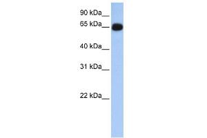 Image no. 1 for anti-Aminolevulinate, delta-, Synthase 1 (ALAS1) (N-Term) antibody (ABIN2785663)
