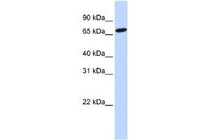 Image no. 2 for anti-Histidine Ammonia-Lyase (HAL) (N-Term) antibody (ABIN630816)