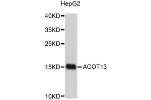 Image no. 1 for anti-Acyl-CoA Thioesterase 13 (ACOT13) antibody (ABIN1876147)
