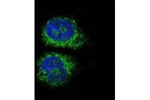 Image no. 1 for anti-Nuclear Receptor Subfamily 4, Group A, Member 2 (NR4A2) (AA 13-42) antibody (ABIN3032065)