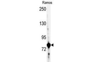 Image no. 1 for anti-Glycyl-tRNA Synthetase (GARS) (C-Term) antibody (ABIN360353)
