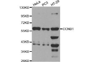 Cyclin B1 anticorps  (C-Term)