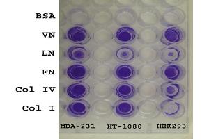 Image no. 1 for CytoSelect™ 48-well Cell Adhesion Assay (ECM Array, Colorimetric) (ABIN2344825)