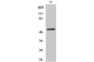 Image no. 1 for anti-Solute Carrier Family 1 (Neuronal/epithelial High Affinity Glutamate Transporter, System Xag), Member 1 (SLC1A1) (Internal Region) antibody (ABIN3184384)