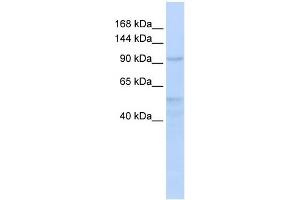 INTS4 antibody  (Middle Region)
