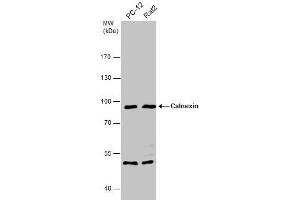 Image no. 4 for anti-Calnexin (CANX) (Internal Region) antibody (ABIN2855124)