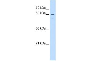 Image no. 2 for anti-UNC Homeobox (UNCX) (C-Term) antibody (ABIN2783013)