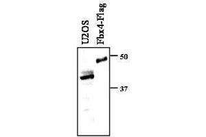 FBXO4 Antikörper  (N-Term)