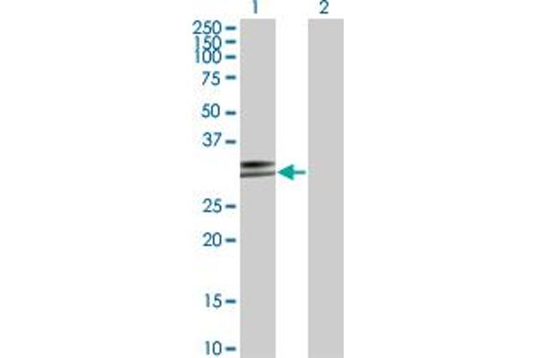 HLA-DPA1 Antikörper  (AA 1-260)