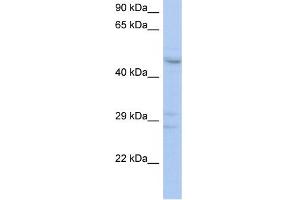 ACPL2 antibody  (Middle Region)