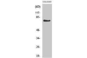 G Protein-Coupled Receptor 115 antibody  (Internal Region)